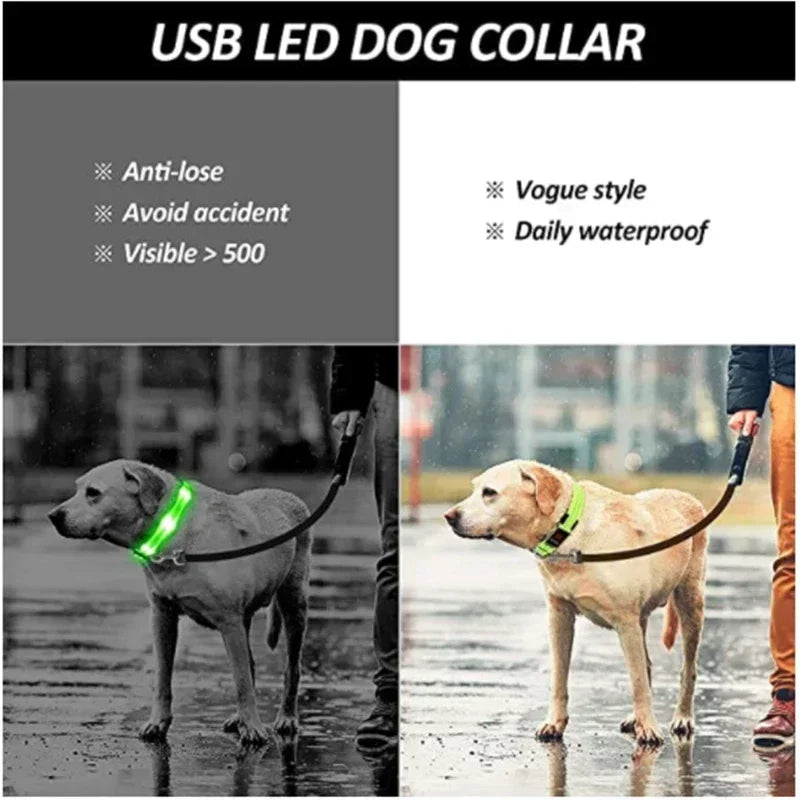 Collar LED Luminoso para Perros - Recargable USB 💡🐕