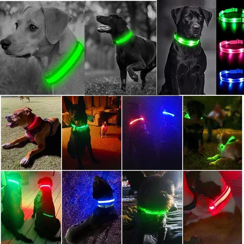 Collar LED Luminoso para Perros - Recargable USB 💡🐕