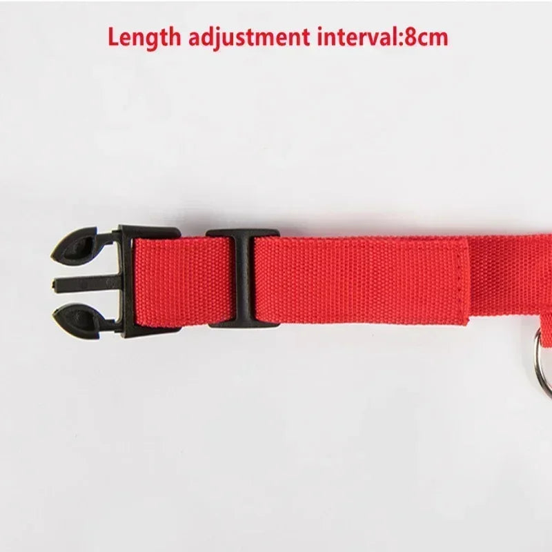 Collar LED Luminoso para Perros - Recargable USB 💡🐕